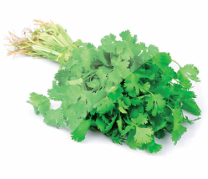 Cilantro